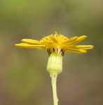 Roundleaf ragwort